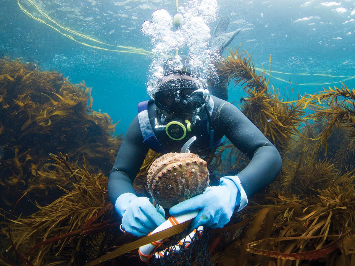 candy-abalone-diving-