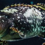 great-barrier-reef-giant-grouper-case-study