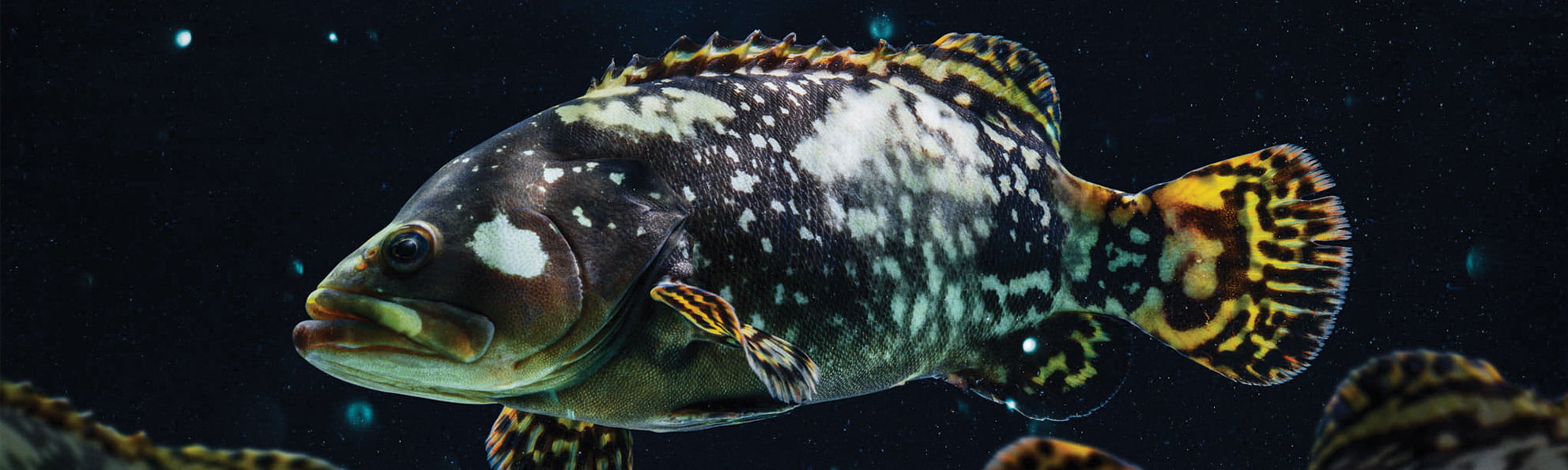 great-barrier-reef-giant-grouper-case-study