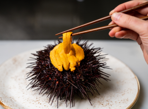 Tasmanian Sea urchin image
